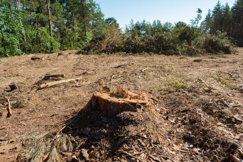 Pine Tree Felling in the Forest, Stacked Trunks of Cut Trees