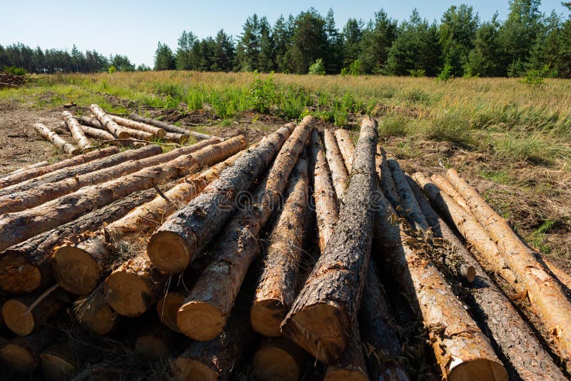 Pine Tree Felling in the Forest, Stacked Trunks of Cut Trees