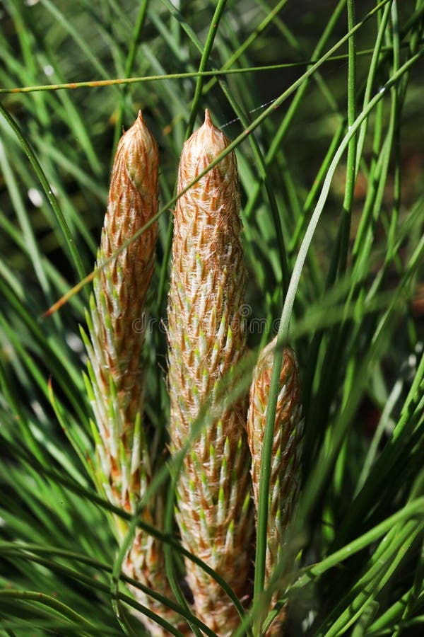 Pine tree flowers stock photo. Image of greenery, sunlight 67820640