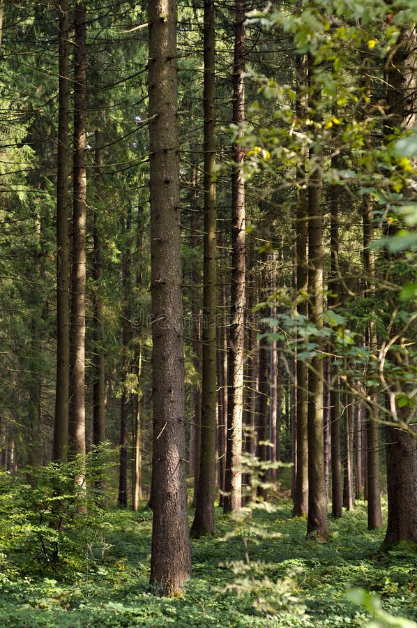 Pine tree forest