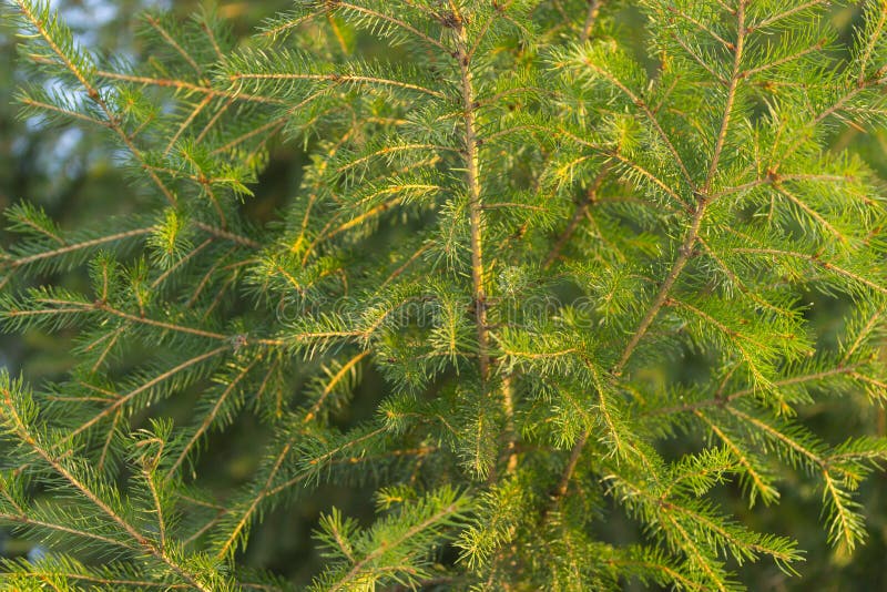 Pine tree close up stock photo.