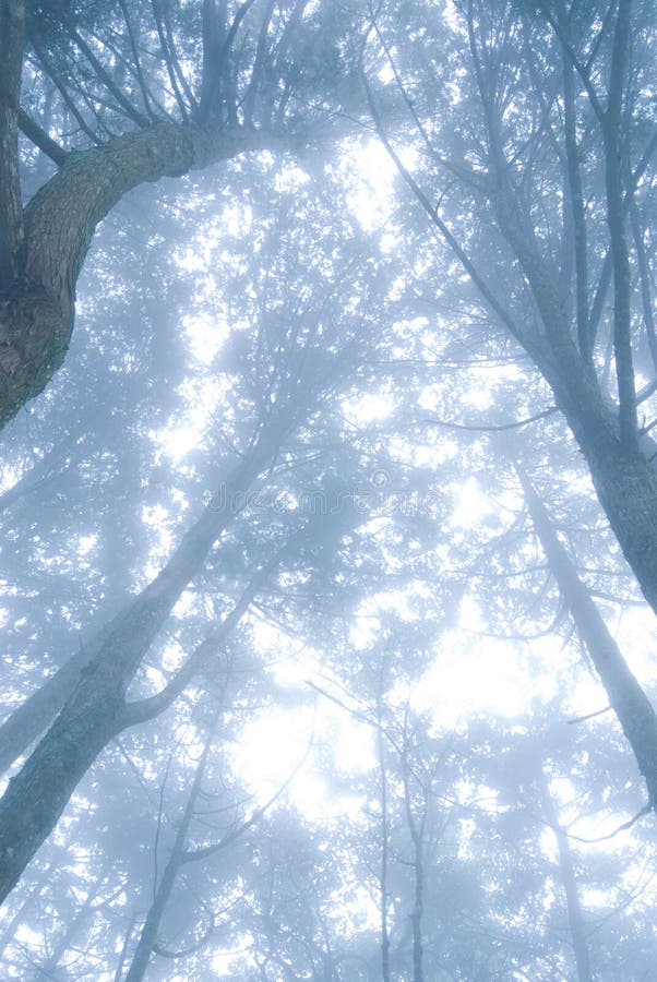 Pine tree forest with fog.