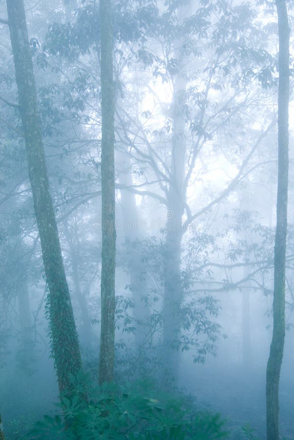 Pine tree forest with fog.