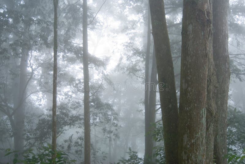 Pine tree forest with fog.