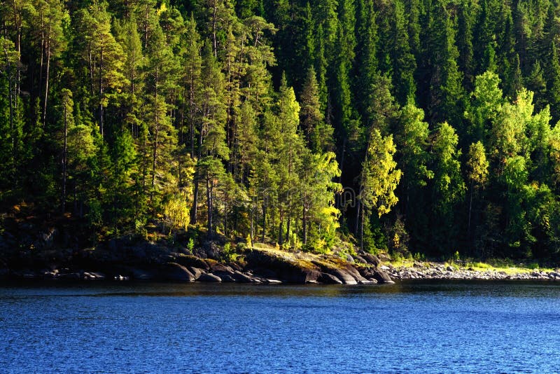 Pine-tree Forest on a Lake Shore