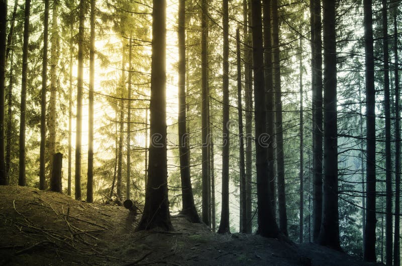 Pine Tree Forest At Sunset Stock Photo Image Of Canopy 89152974