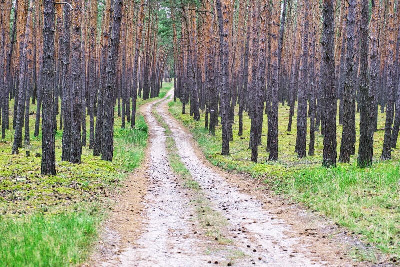 Borovicový les na Záhorí