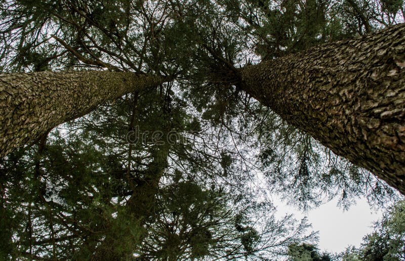 Pine Tree Forests near patnitop, nathatop jammu India. Pine Tree Forests near patnitop, nathatop jammu, India stock photography Pine Tree Forests near patnitop, nathatop jammu India. Pine Tree Forests near patnitop, nathatop jammu, India stock photography