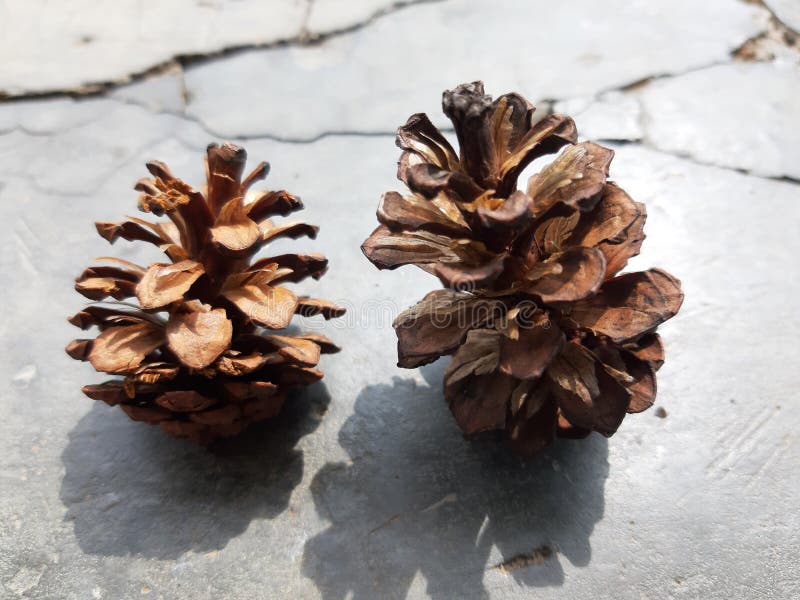 Pine Tree Fruit that Has Dried Up Due To the Heat Stock Image Image