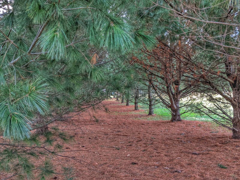 Pine Grove Tree Service