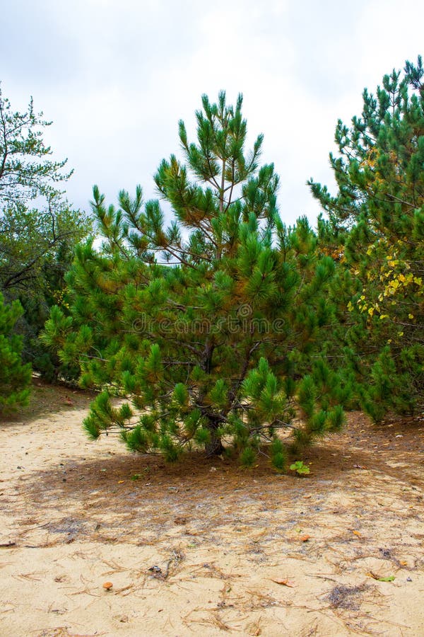 Trees In A Pine Forest In Late Summer Michigan Stock Image Image of
