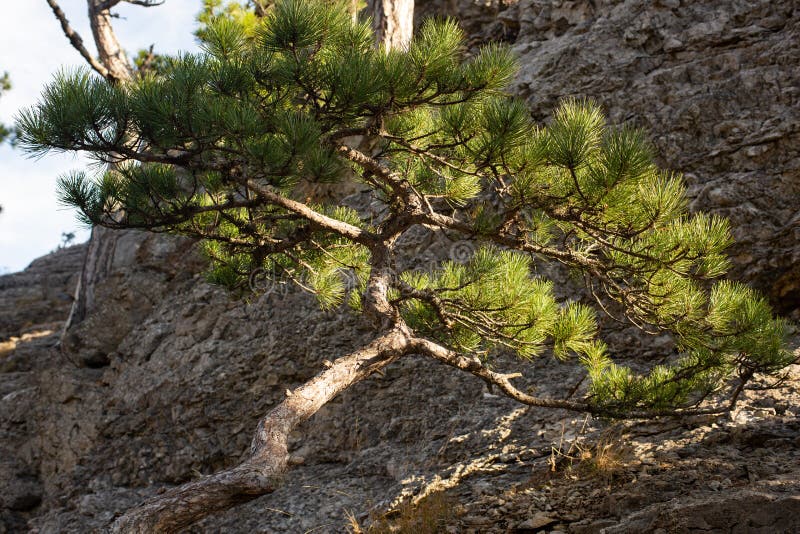 The Pine Tree Grows on a Mountain Slope Stock Image Image of mountain