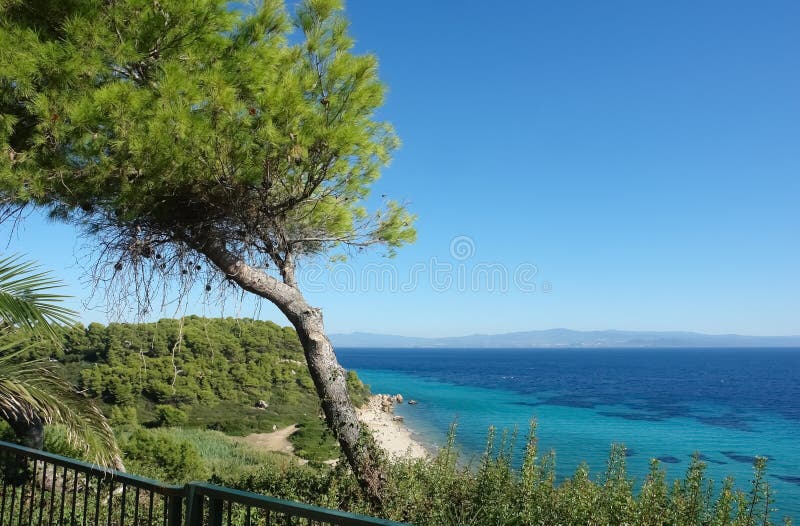 Pine tree on the hill and panoramic view on the turquoise sea and the sandy beach, Greece