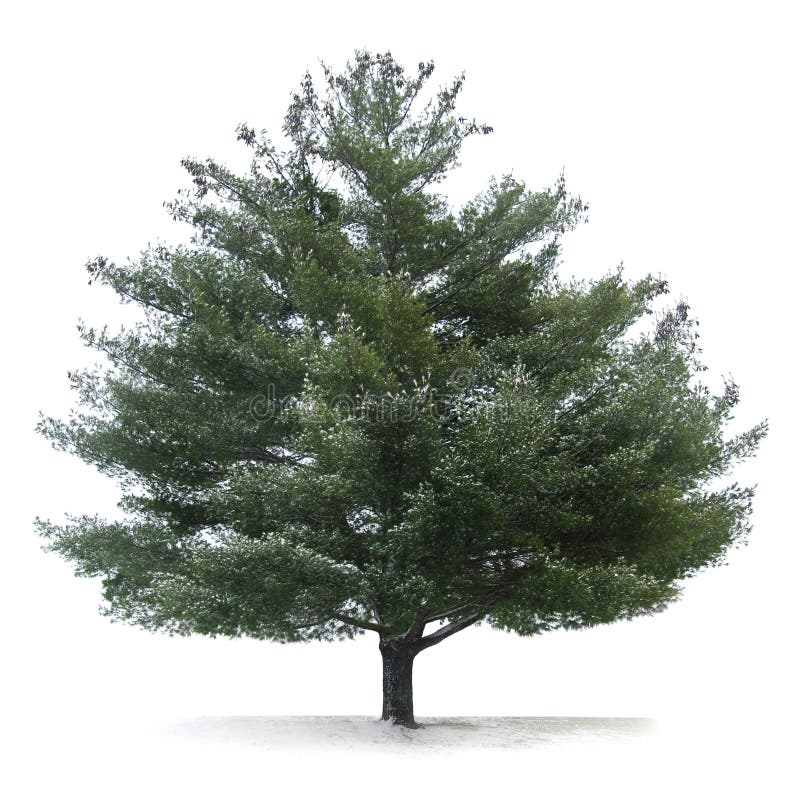 Pine Tree Isolated