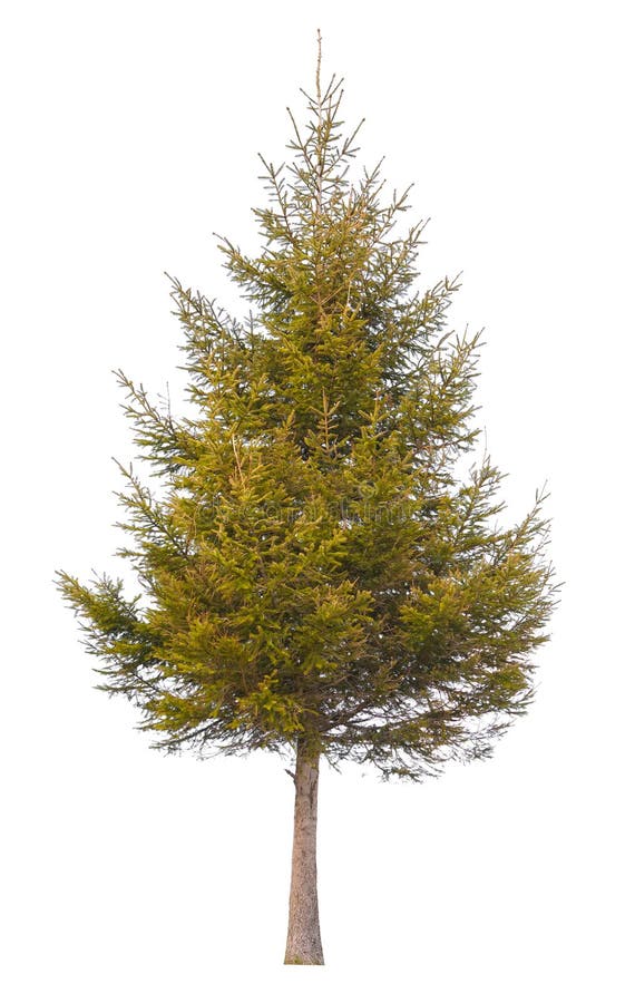 Pine tree isolated