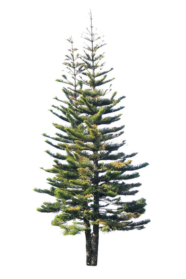 Pine Tree Isolated On A White Background Royalty Free Stock Image