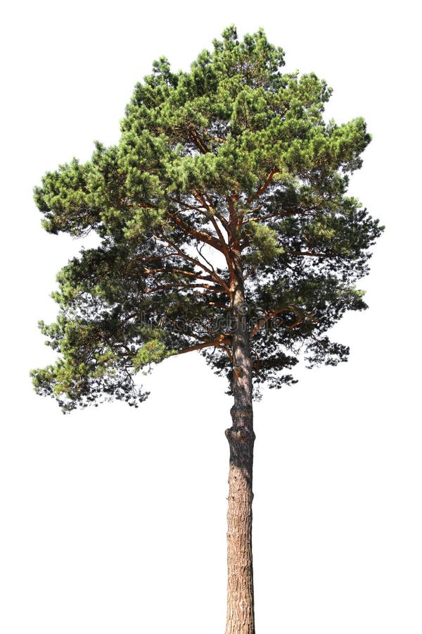 Pine tree isolated on white background. Coniferous forest stock images