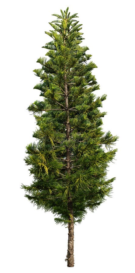 Cây thông là biểu tượng truyền thống của mùa Giáng sinh và sự kết nối giữa con người và thiên nhiên. Đừng bỏ lỡ hình ảnh cây thông PNG đẹp mắt này để tạo nên không khí lễ hội trong thiết kế của bạn.