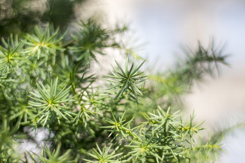 Pine tree leaves stock photo. Image of branch, leaves 59313600