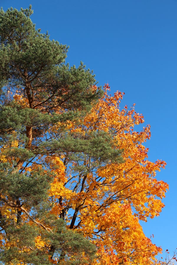 Pine Tree And Maple Tree In The Autumn Stock Photo - Image of leaf