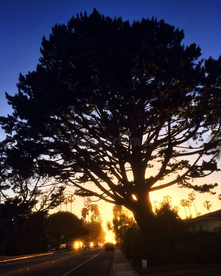 Pine Tree in Mist, San Diego Editorial Photography Image of diego, california 68238667