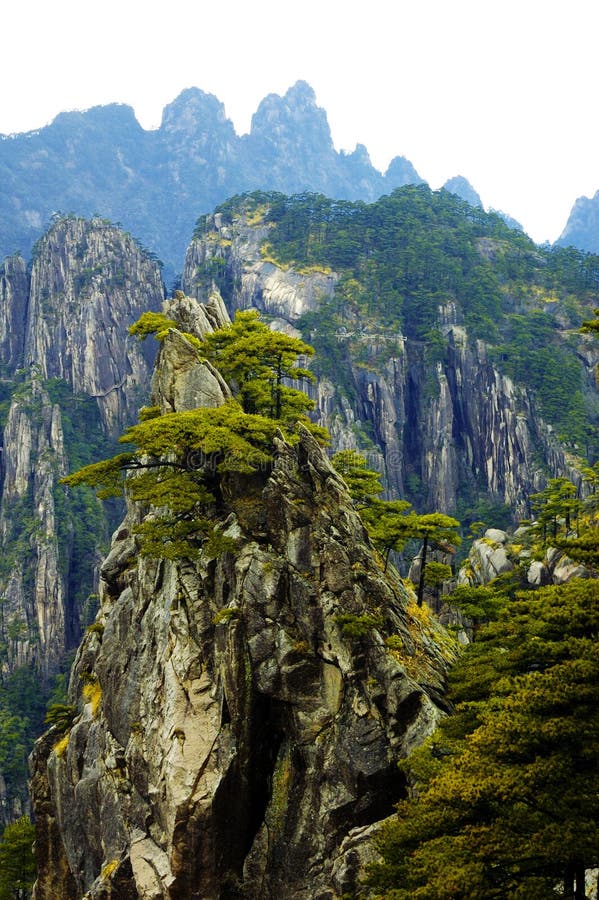 Pine tree on mountain