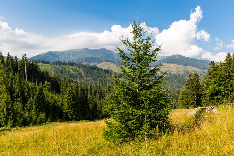 Pine tree on mountain meadow