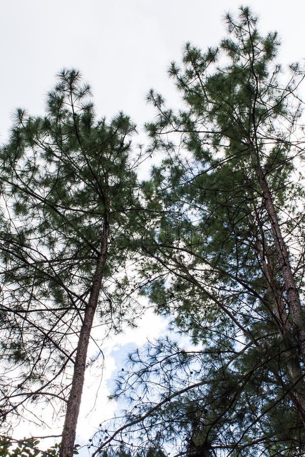 Pine tree in asia stock photo. Image of mist, peaceful 87668196