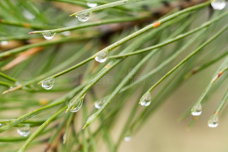 Pine tree needles with rain drops