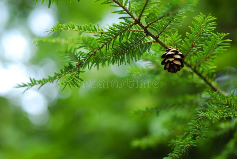 Pine Tree Pine Cone stock image