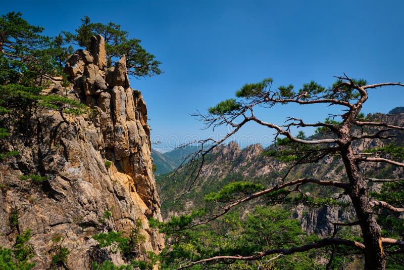 Pine tree and rock cliff , Seoraksan National Park, South Korea