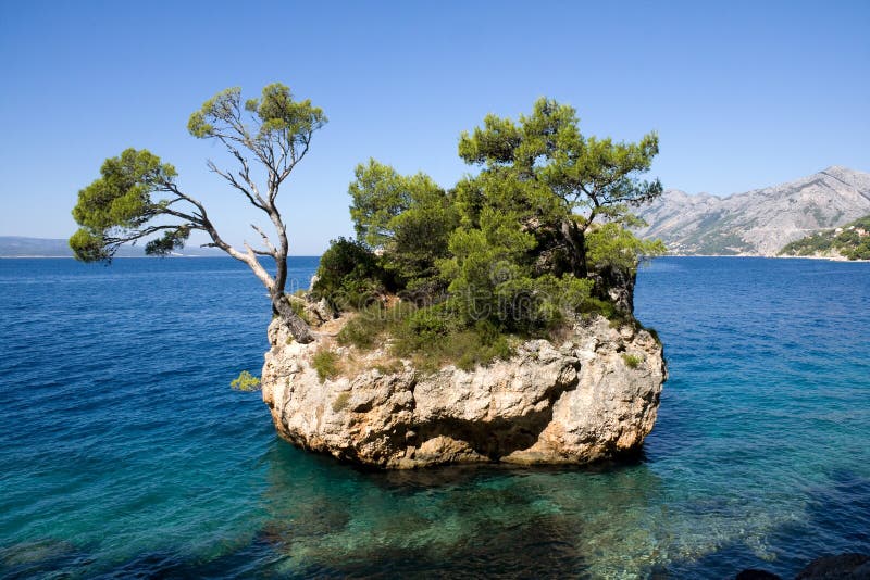 Pine Tree on Rock Island