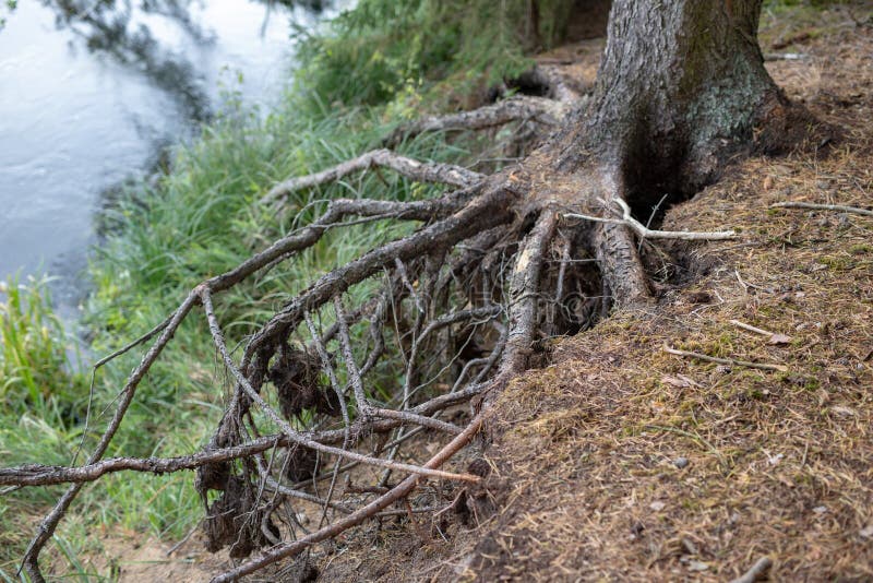 Pine Tree Roots in the Forest. Pine Stumps in a Forest Stand Stock