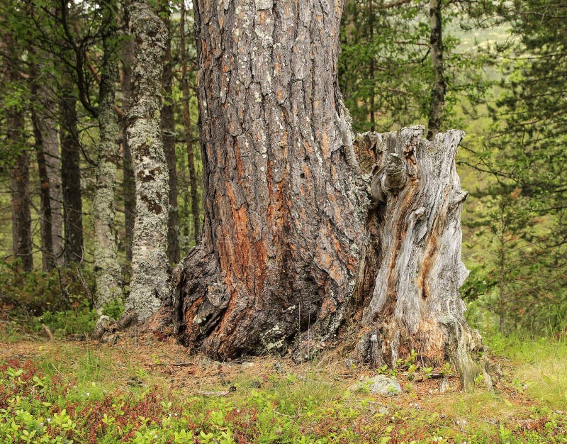 Pine tree roots stock image. Image of roots, nature, summer 62891113