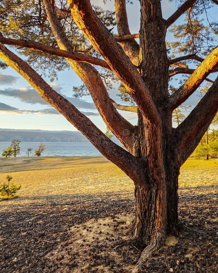 A pine tree on a sandy cliff. An idyllic pine tree, blown by all the winds. A pine tree with a curved trunk on the seashore royalty free stock images