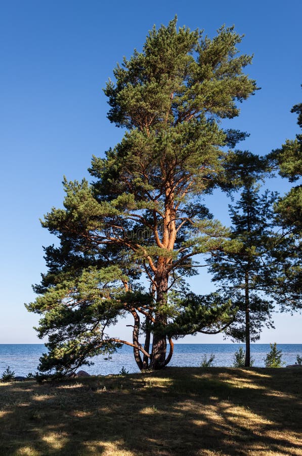 A pine tree on a seashore stock photo. Image of azure 1475172