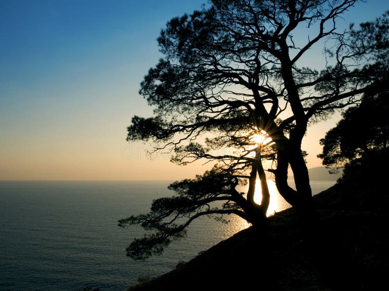 Pine Tree Silhouette at Sunset Stock Image - Image of shoreline