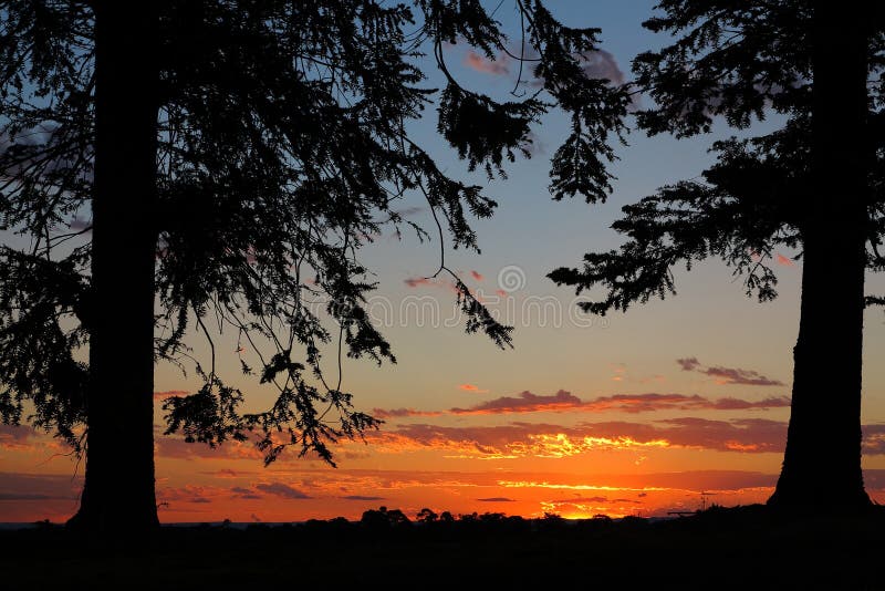 Silhouetted pine trees frame orange sunset contre-jour, Australian landscape