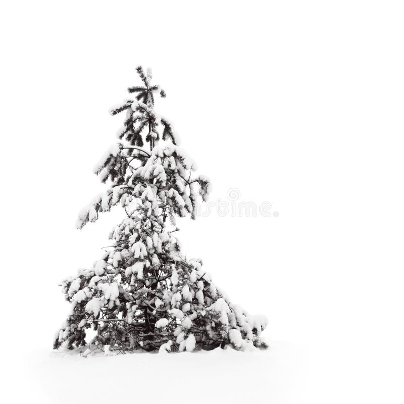 Pine tree in snow