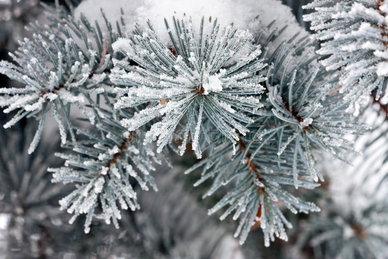 Pine tree with snow stock photography Pine tree with snow stock photography