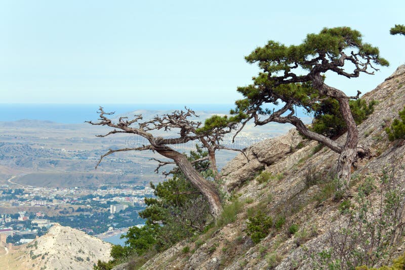 Pine tree on summer mountain hill (Crimea)