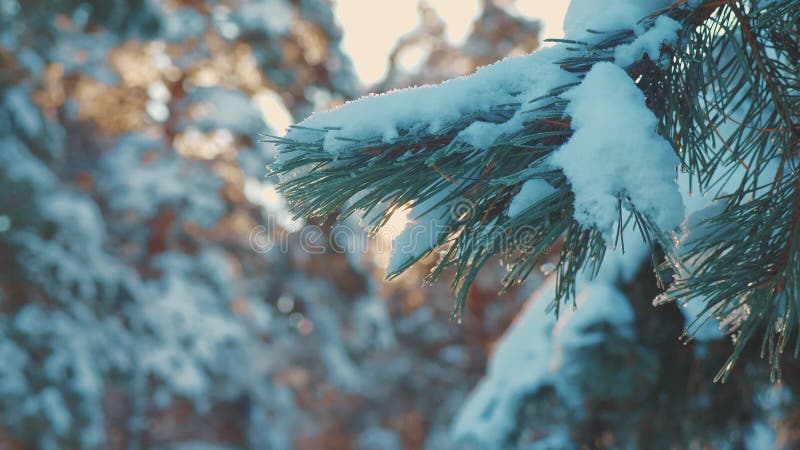 Pine tree sunlight branch glare winter landscape during sunset. winter pine the sun forest in the snow sunlight movement