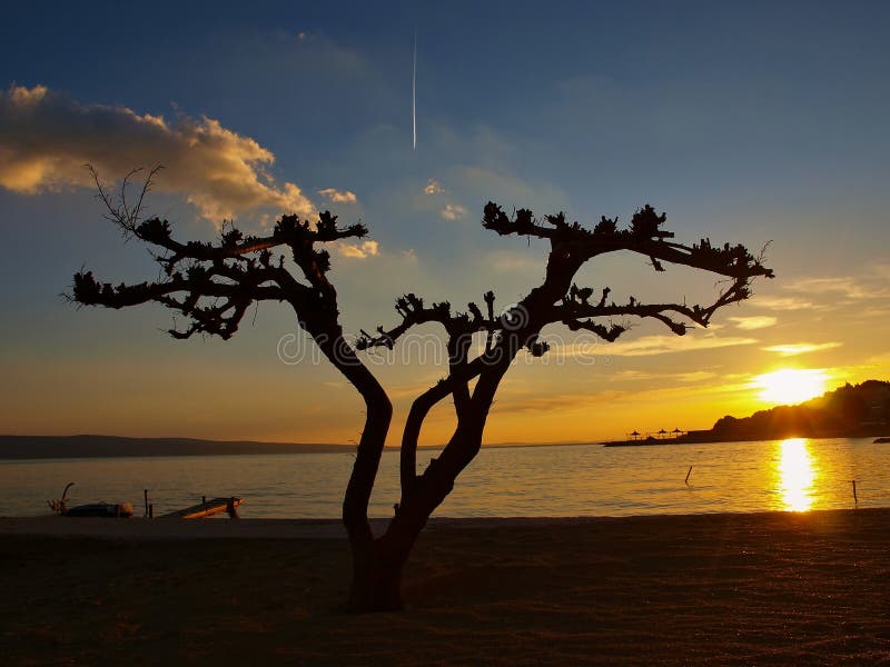 Pine tree at sunset 1