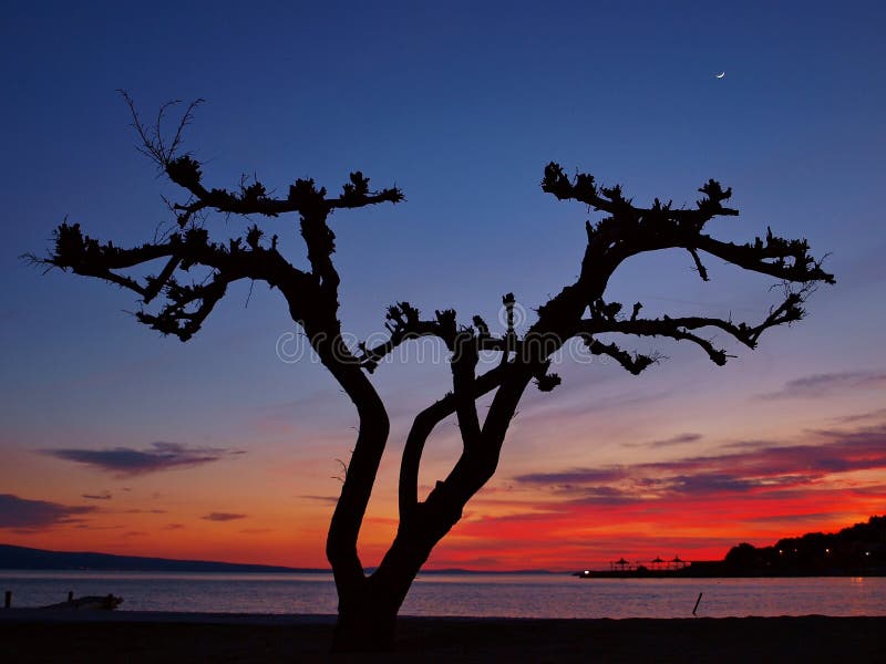 Pine tree at sunset