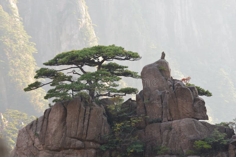 Pine tree on top of Mountain