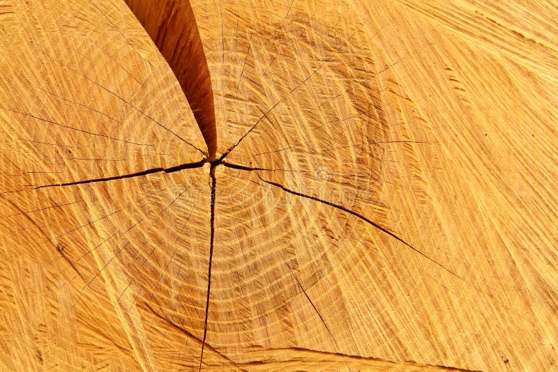 Pine-tree trunk cross-section.