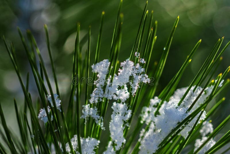 Pine tree under a snow royalty free stock image