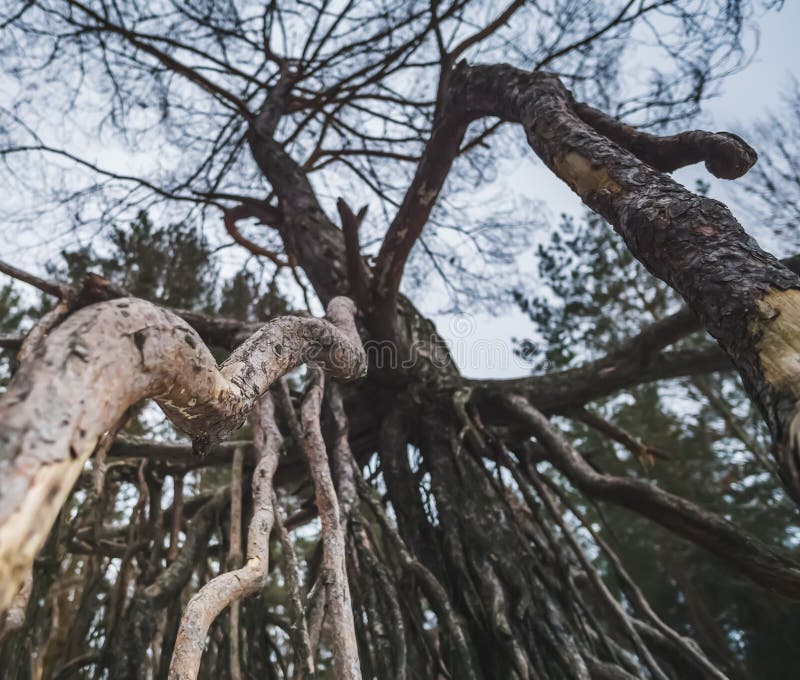 A Pine Tree with an Unusual Root System Above the Surface of the Earth