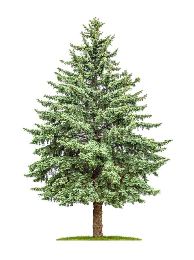 Pine Tree On A White Background Stock Photo - Image of plant