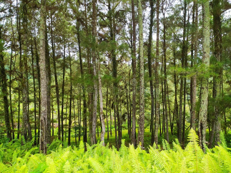 A Pine Tree with Wild Ferns Growing Under it in the Forest Stock Photo
